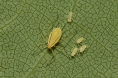 Illinoia liriodendri