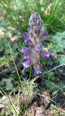 Phelipanche caesia