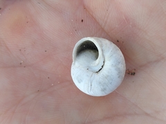 Sphincterochila candidissima