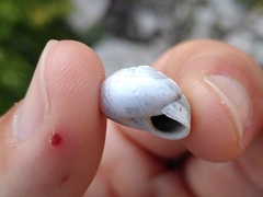Sphincterochila candidissima