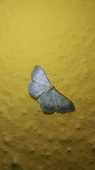 Idaea politaria