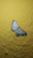 Idaea politaria