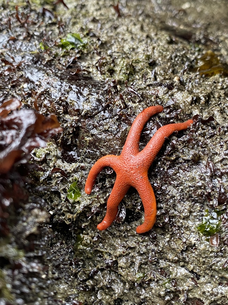 Henricia leviuscula