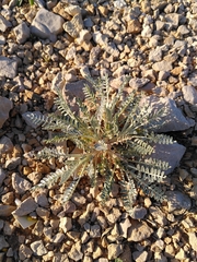 Astragalus tragacantha