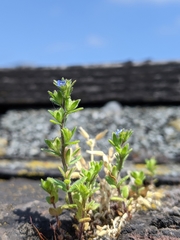 Veronica arvensis