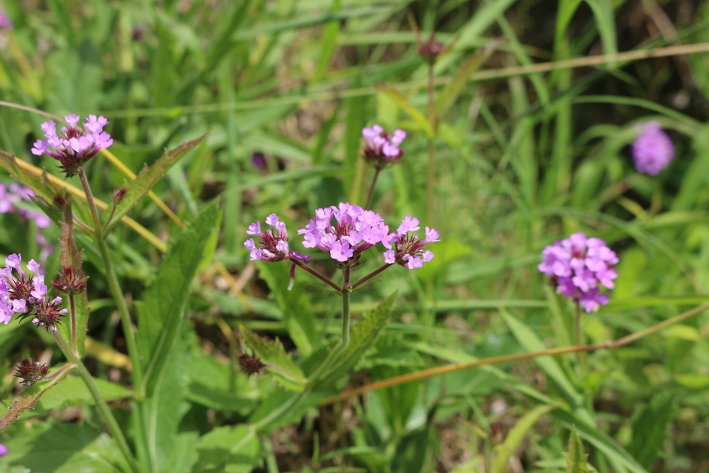 Verbena rigida