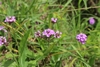 Slender Vervain - Photo (c) Christoph Lenz, some rights reserved (CC BY-NC), uploaded by Christoph Lenz