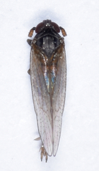 Isodelphax basivitta