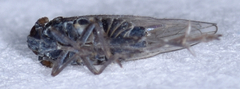 Isodelphax basivitta