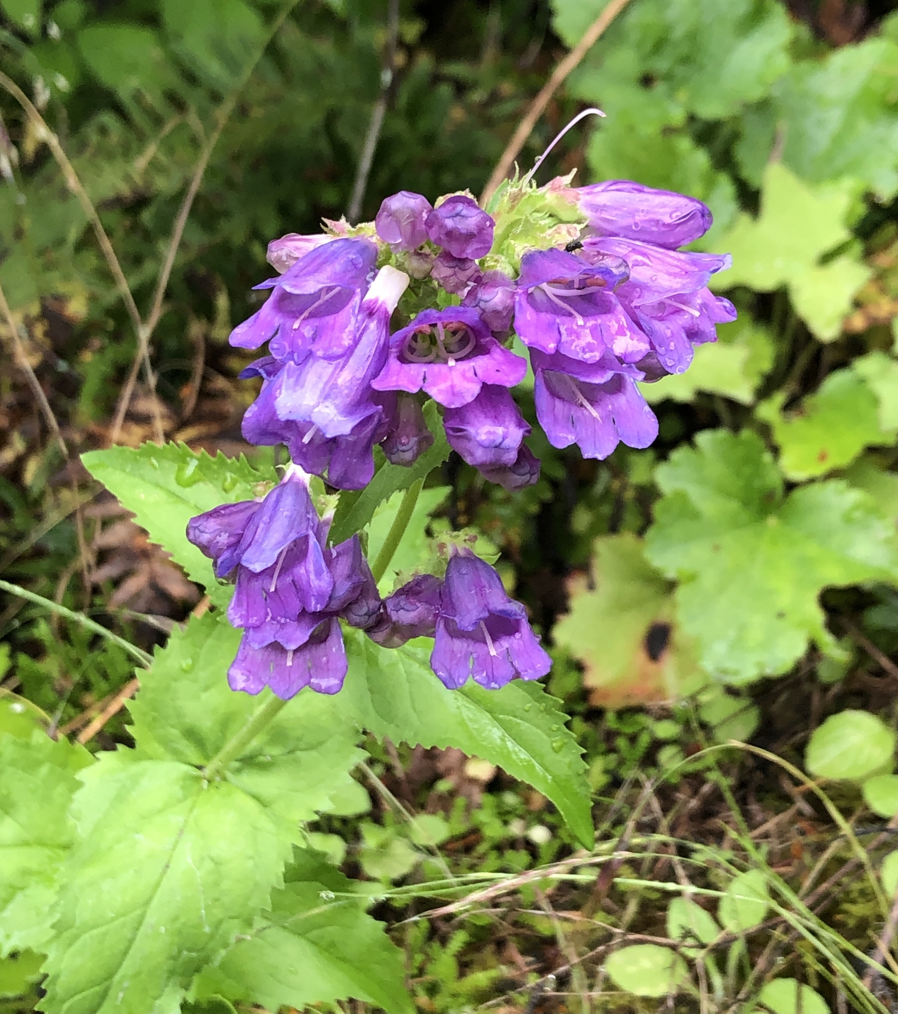 Penstemon serrulatus