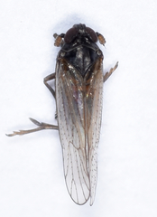 Isodelphax basivitta