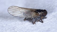 Isodelphax basivitta