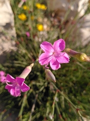 Dianthus caryophyllus