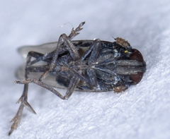 Isodelphax basivitta