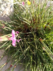 Dianthus caryophyllus