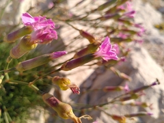 Dianthus caryophyllus