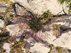 Dianthus caryophyllus