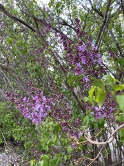 Syringa vulgaris