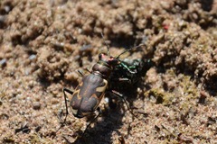Cicindela formosa