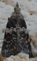 Satole ligniperdalis