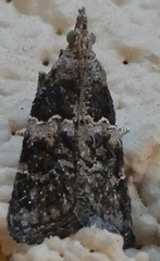 Satole ligniperdalis