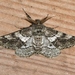 Woolly Gray Moth - Photo (c) Royal Tyler, some rights reserved (CC BY-NC-SA), uploaded by Royal Tyler