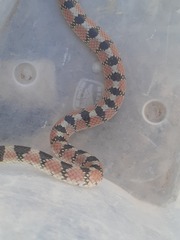 Gyalopion quadrangulare