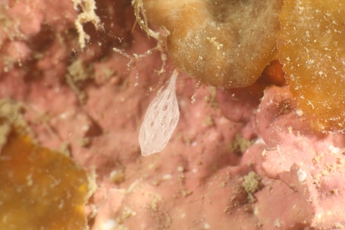 white calcareous sponge