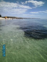 Posidonia australis