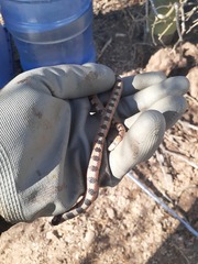 Gyalopion quadrangulare