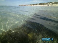 Posidonia australis