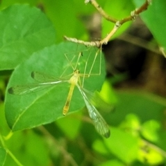 Hylobittacus apicalis