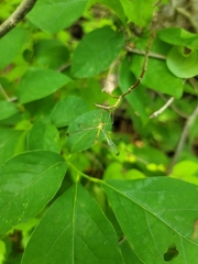 Hylobittacus apicalis