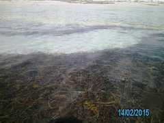 Posidonia australis