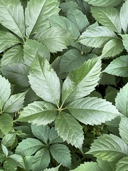 Parthenocissus quinquefolia