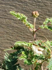 Cuscuta indecora