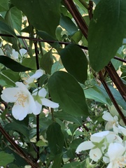 Philadelphus