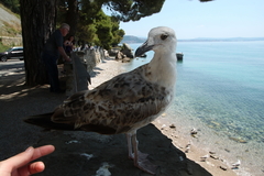 Larus