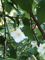 Philadelphus