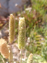 Phleum arenarium