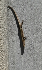 Podarcis muralis