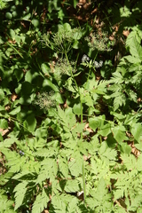 Chaerophyllum hirsutum