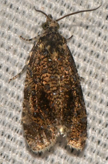 Olethreutes astrologana