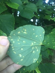Eriophyes exilis