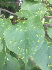 Eriophyes exilis