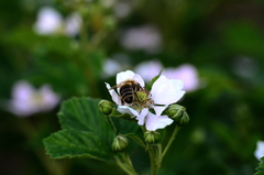 Apis mellifera