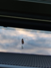 Cryptoblabes bistriga