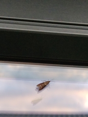 Cryptoblabes bistriga