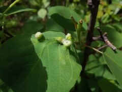 Blaesodiplosis canadensis
