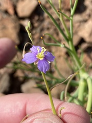 Heliophila trifurca